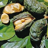 a group of cocoa beans on a leaf