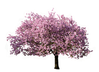 a tree with pink flowers on it